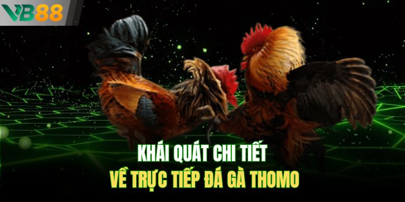 Khái quát chi tiết về trực tiếp đá gà Thomo