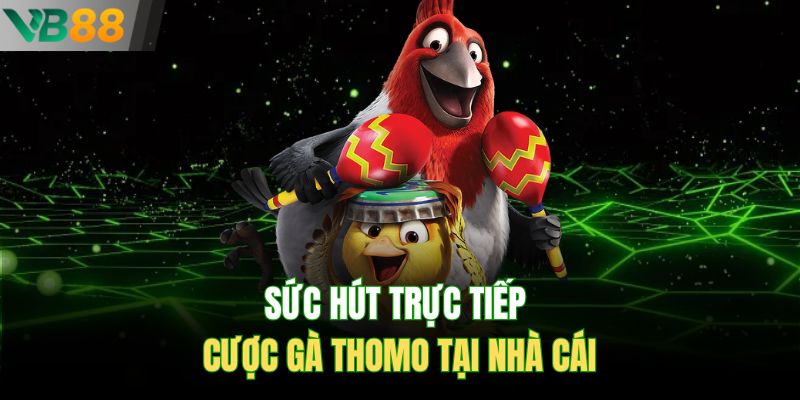 Sức hút trực tiếp cược gà Thomo tại nhà cái