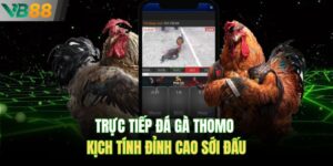 Trực Tiếp Đá Gà Thomo – Kịch Tính Đỉnh Cao Sới Đấu